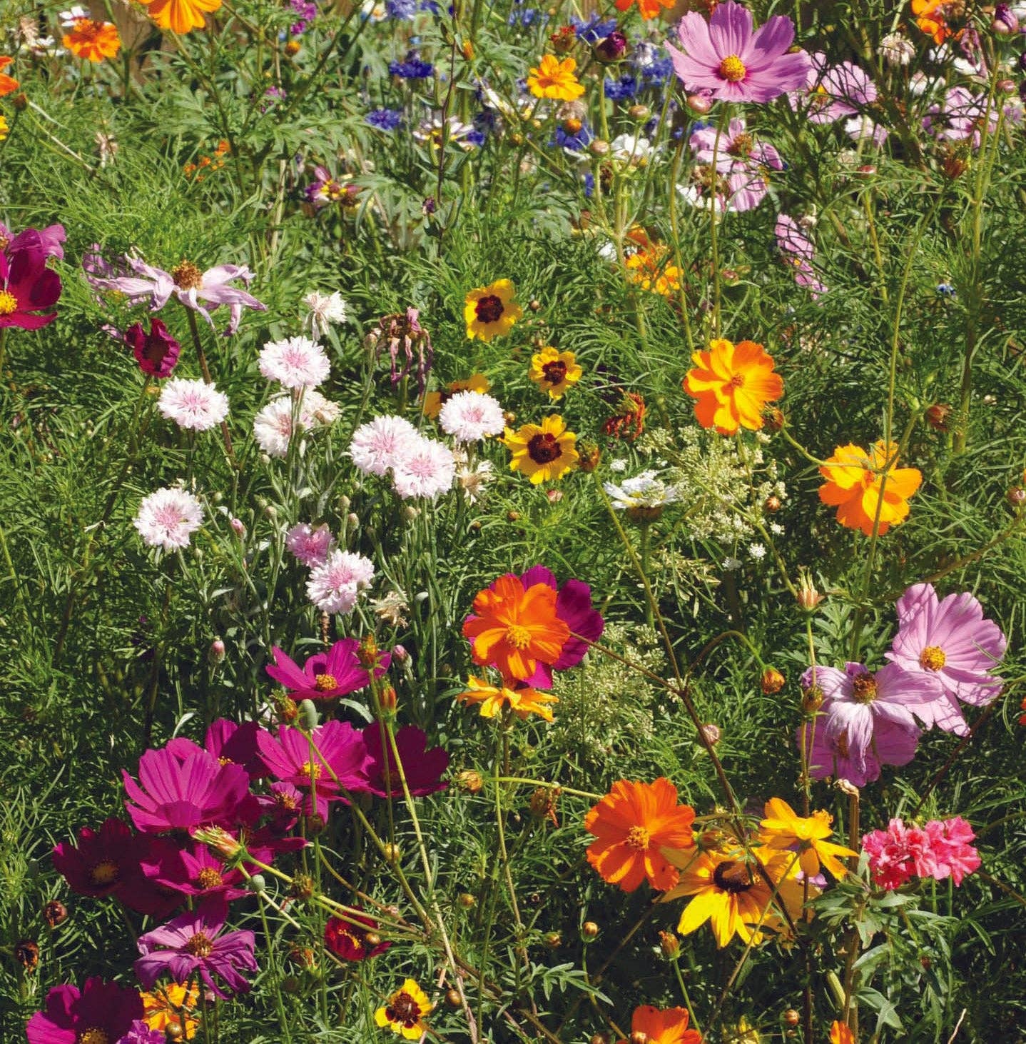 Faith Hope Love - Pollinator Wildflower Mix Seed Packets